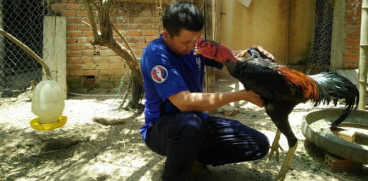 Đá Gà Cựa Sắt S666: Trải Nghiệm Khó Quên Với Mọi Dân Chơi 2 Đá gà cựa sắt S666 - cuộc chơi nảy lửa