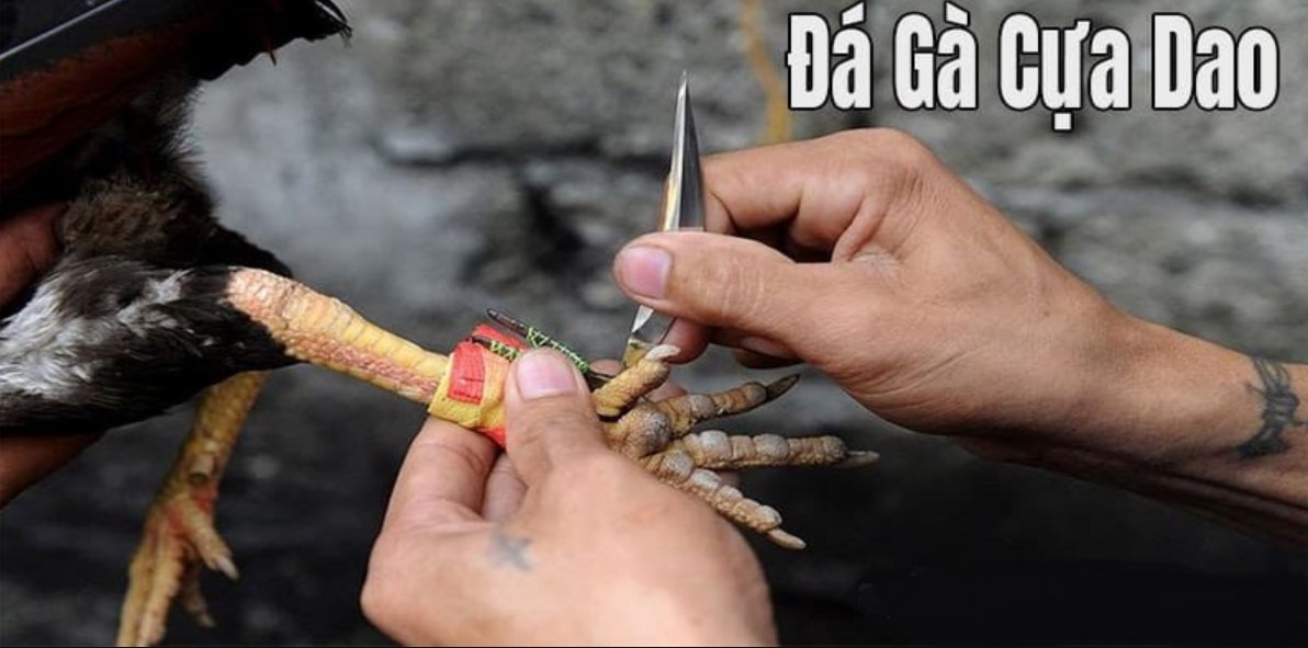 Đá Gà Cựa Dao S666 - Mãn Nhãn Với các Trận Đấu Nảy Lửa 3 Giống chiến kê được ưa chuộng nhất trong đá gà cựa dao S666