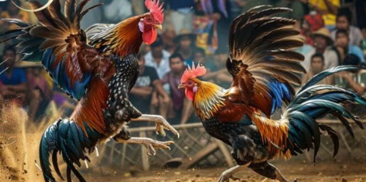 Đá Gà Cựa Dao S666 - Mãn Nhãn Với các Trận Đấu Nảy Lửa 4 Lý do đá gà cựa dao S666 luôn thu hút người xem